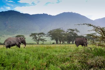 Definisi Baru Safari Afrika