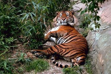 Tua dan Sakit-sakitan, Harimau Bengal di Kebun Binatang Canberra Disuntik Mati