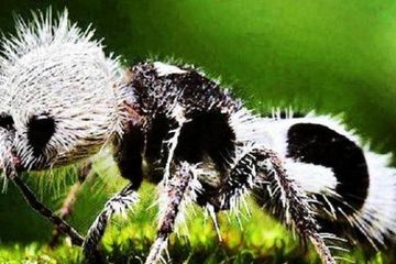 Sengatan Semut Panda Mampu Lumpuhkan Sapi