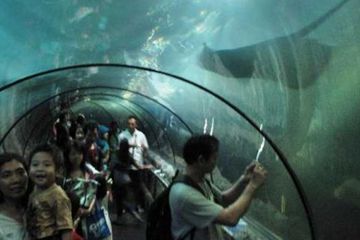 Natal Ini, Ada Santa Menari di Seaworld