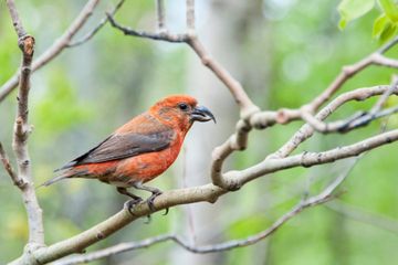 Libatkan Warga untuk Menghitung Burung 