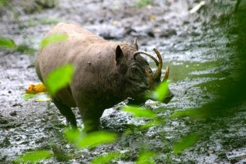 Desember, Perburuan Satwa Liar Meningkat di Gorontalo