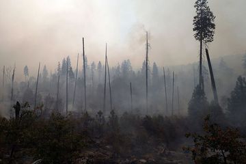 Mengendalikan Kebakaran Hutan dengan Membakar Hutan