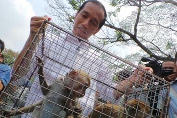 Terjangkit Penyakit, Monyet Ekor Panjang dari Jokowi Ditolak Pengelola Ragunan