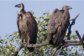 Ada tiga jenis burung bangkai Asia Selatan yaitu Gyps bengalensis, Gyps indicus