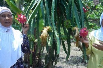 "Biar Sambirejo Dikenal Desa Buah Naganya Banyuwangi"