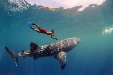 &lt;i&gt;International Whale Shark Day!&lt;/i&gt; Rayakan dan Lestarikan