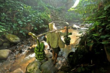 Seorang warga Badui membawa pisang yang diambil dari kebunnya untuk dijual di pasar.