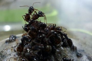 Koloni Semut Ini Mampu Bertahan Hidup di Lingkungan Buruk