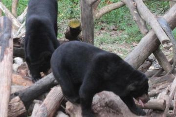 Hari Penyelamatan Beruang Sedunia di Balikpapan