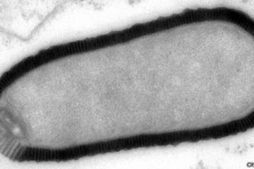 Virus Itu Kembali Hidup Setelah "Tertidur" Selama 30.000 Tahun