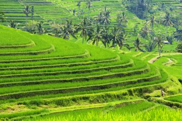 Subak merupakan sistem ekologi yang berkeadilan antara kebutuhan manusia dan pelestarian alam. Sistem ini sudah diwariskan sejak sebelum kedatangan agama Hindu oleh masyarakat Bali. Ada pun sistem ini merupakan cerminan salah satu demokrasi tertua di dunia dalam pembagian tanah.
