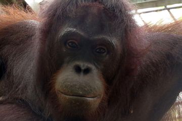 10 Orangutan Dilepaskan ke Habitat Alami di Kaltim