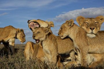Singa dewasa dan anaknya dari Vumbi puas tidur siang di panas Serengeti, April 2011. 