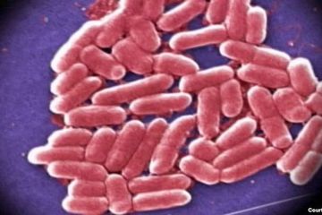 WHO: Kekebalan Terhadap Antibiotika Perlu Aksi Cepat 