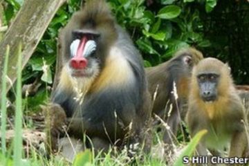 Monyet Mandrill Mampu Buat Alat Pembersih Kuku