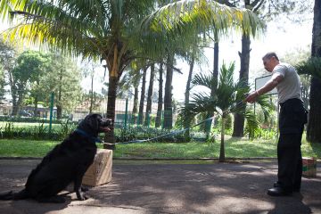 Salah satu anjing pelacak bahan peledak sedang berlatih untuk mengenali bahan dasar peledak.