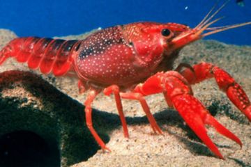 Lobster Air Tawar Ternyata Juga Bisa Merasakan Gelisah