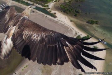 Foto Elang dari Bali Barat Ini Menang Kompetisi Foto Drone