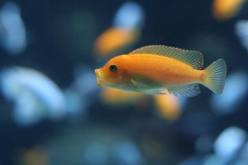 Ternyata, Ingatan Ikan Tergolong Baik