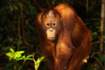 Status Konservasi Orangutan Borneo Naik dari &quot;Endangered&quot; Menjadi &quot;Critically Endangered&quot;