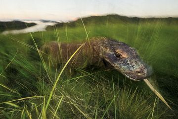 Naga Nusa Komodo