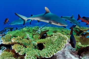Hiu karang abu-abu dan kakap merah berenang di atas karang meja di Kingman Reef, daerah yang telah d
