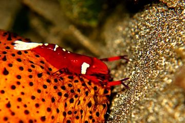 Si Udang Penumpang dari Indo Pasifik