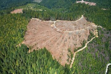Norwegia Tunggu Sikap Pemerintah Mengenai Kelanjutan REDD
