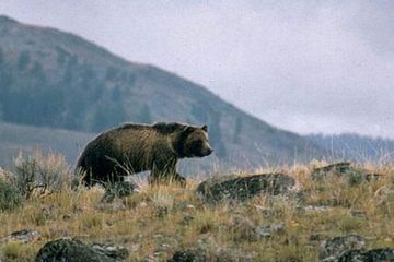 Waktu Hibernasi Beruang Grizzly Berkurang, Alasannya?