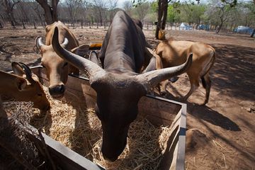 Banteng Jawa Menghitung Hari