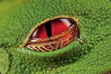 Katak Pohon Mata Merah