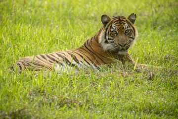 Bagaimana Cara Kerja Kamera Perangkap Bantu Pelestarian Harimau Sumatera?
