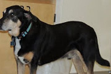 Anjing Ini Dapat Mendeteksi Penderita Kanker Tiroid