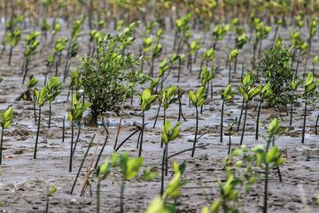 Upaya penanaman pohon mangrove kerap dilakukan oleh organisasi atau lewat CSR perusahaan. Apakah itu cukup?