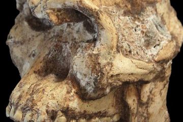 &lt;I&gt;Little Foot&lt;/i&gt; Memperjelas Hubungan Antar Nenek Moyang Manusia