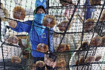 Mengintip Budidaya Mutiara Laut Lombok