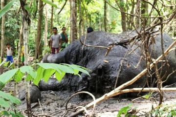 Di Aceh, Gajah Mati Tanpa Gading dan Kepala Diotopsi