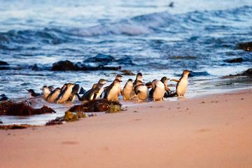 Keberadaan Penguin Terkecil di Dunia Semakin Terancam