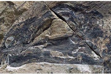 Ilmuwan Temukan Fosil Dinosaurus Bersayap Mirip Kelelawar
