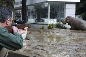 Banjir Bandang Tewaskan Puluhan Satwa di Georgia