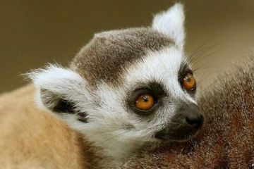 95% spesies lemur di dunia terancam punah