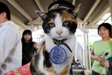 Tama, Kucing yang Jadi Kepala Stasiun Di Jepang Mati