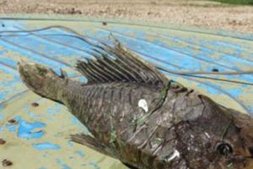 Ikan Monster Berkepala Reptil, Seperti Apa Rupanya?