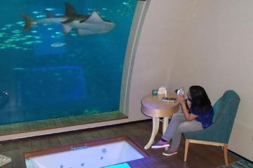 Menikmati Pemandangan Hewan Laut saat Bermalam