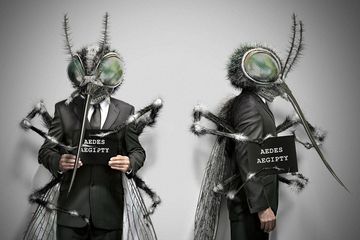 Chikungunya Mulai Menginvasi Amerika Serikat