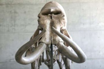 Fosil Mammoth Kembali Ditemukan di Rotkreuz, Swiss