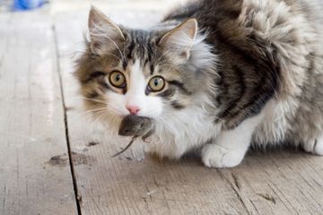 Kucing dilahirkan dengan naluri berburu.