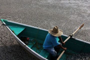Mengapa Sering Terjadi Fenomena Ikan Mati dalam Jumlah Besar?