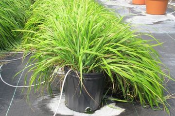 Tanaman Rumput Manis Bisa Usir Nyamuk